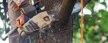 Best Hazardous Tree Removal  in Brooks, KY