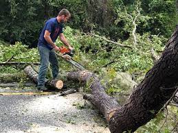 Best Firewood Processing and Delivery  in Brooks, KY