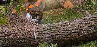Trusted Brooks, KY Tree Care Experts