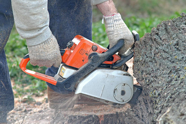Best Stump Grinding and Removal  in Brooks, KY