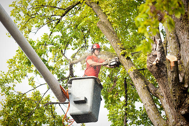 Best Fruit Tree Pruning  in Brooks, KY