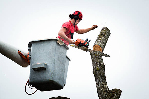 How Our Tree Care Process Works  in  Brooks, KY