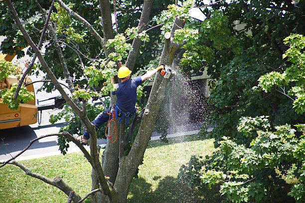 Best Lawn Irrigation Installation and Maintenance  in Brooks, KY
