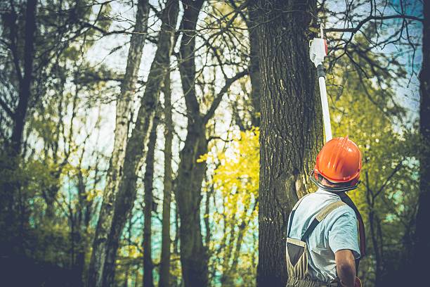 Best Tree Preservation Services  in Brooks, KY