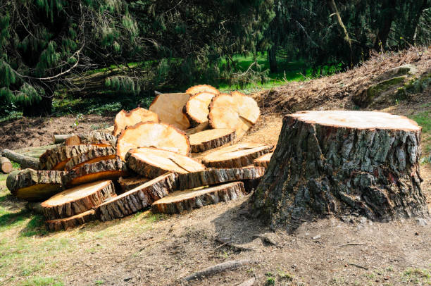 Best Tree Disease Treatment  in Brooks, KY